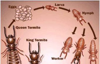 Termites Life Cycle & Span-Eggs, Larvae, Baby & Adults Termite life cycle stages & span