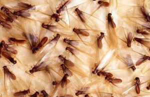 What Causes & Attracts Termites? termites causes and attractants