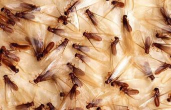 What Causes & Attracts Termites? termites causes and attractants