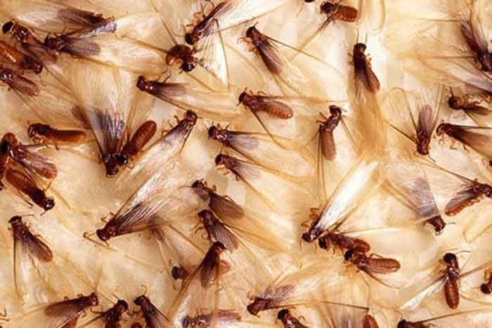 termites causes and attractants