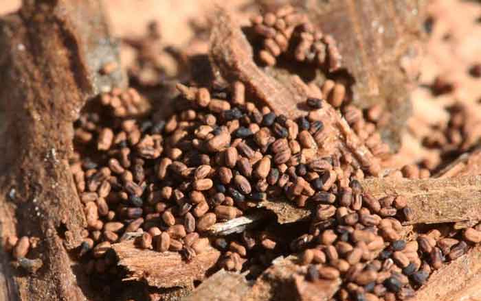 western drywood termite droppings