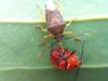 What do Stink Bugs Eat-How long can they Stay without Food what do stink bugs eat plants & insects