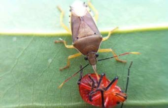 What do Stink Bugs Eat-How long can they Stay without Food what do stink bugs eat plants & insects