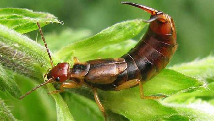 Earwig Bites: Dogs, Humans, Marks &How to Treat | Pestbugs