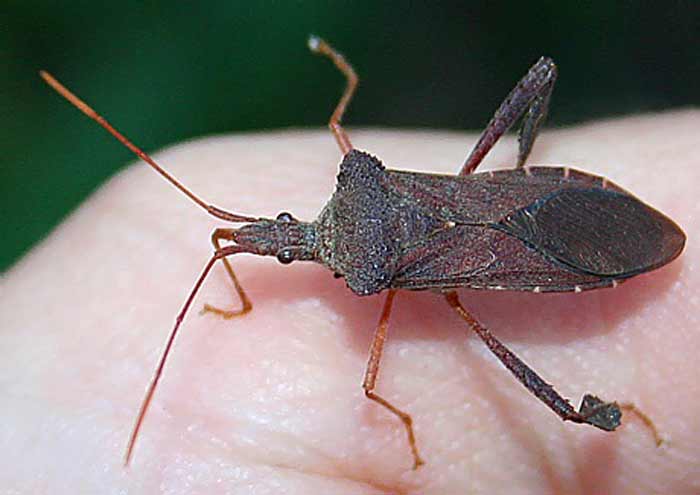 Do Stink Bugs Bite Are They Harmful Or Poisonous To Pets Humans Pestbugs