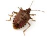 Facts About Stink Bugs-Types, Origin, Habitat & FAQs what is a stink bug, types, origin can they flying fact & faqs