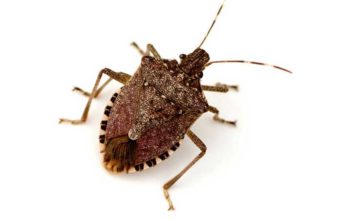 Facts About Stink Bugs-Types, Origin, Habitat & FAQs what is a stink bug, types, origin can they flying fact & faqs