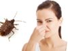 What Do Stink Bugs Smell Like, Why and how to Get rid why do stink bugs smell