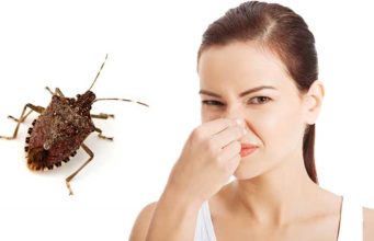 What Do Stink Bugs Smell Like, Why and how to Get rid why do stink bugs smell