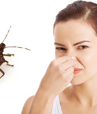 What Do Stink Bugs Smell Like, Why and how to Get rid why do stink bugs smell