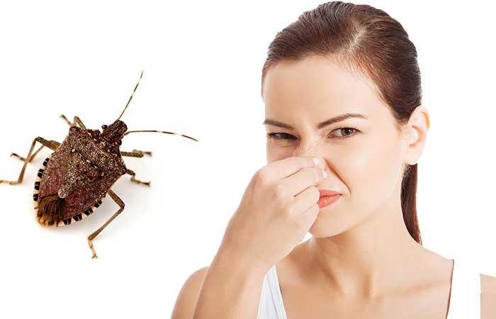 What Do Stink Bugs Smell Like How To Get Rid Lasting Time Pestbugs