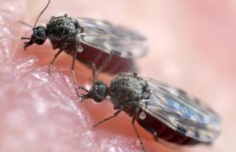 Midge Bites-Get Rid, Symptoms, Pictures Biting midges symptoms and how to get rid