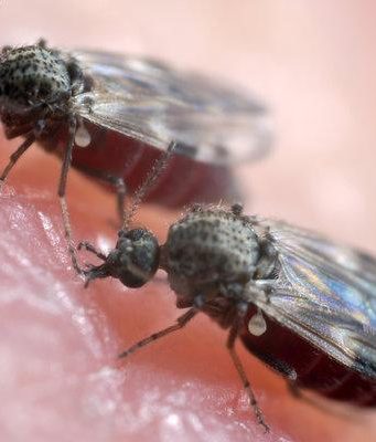 Biting Midges (No-See-Ums): Bites, Symptoms & How to Get Rid of Them Biting midges symptoms and how to get rid