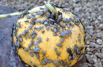 How to get rid of Squash Bugs in the House & Garden + Pictures & Life Cycle How to get rid of squash bugs