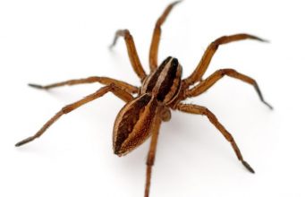 Wolf Spider Bite, Pictures, Dangers, Signs & Treatment Wolf spider bite symptoms, treatment and pictures