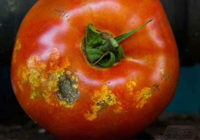stink bug bite on tomato picture