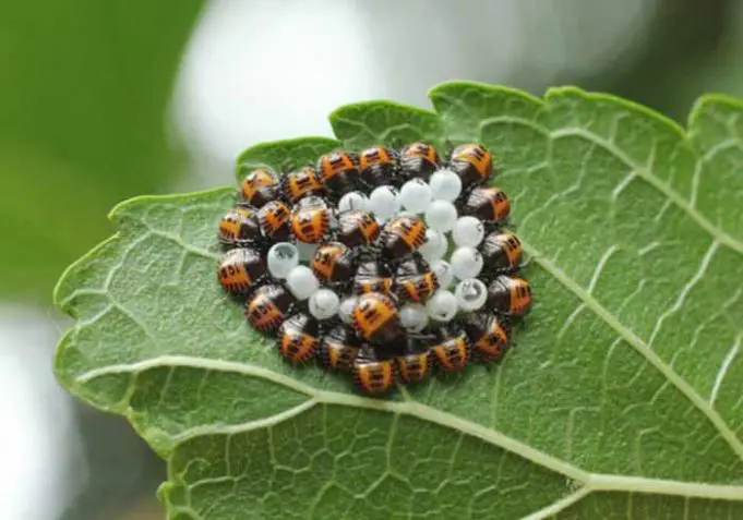 What Does a Stink Bug look like? Pictures & Look Alikes | Pestbugs