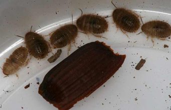 Baby Roaches: How they look like, Pictures & Get Rid Ideas baby- nymph and adult cockroaches
