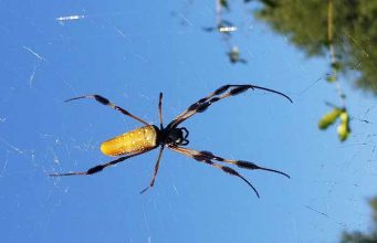 Banana Spider: Size, Bite, Poisonous, Web & Pictures banana spider pictures of how it look like, dangers, web and more facts