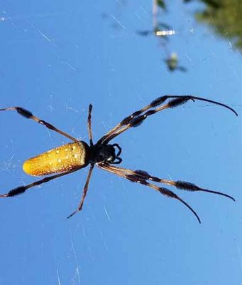 Banana Spider: Size, Bite, Poisonous, Web & Pictures banana spider pictures of how it look like, dangers, web and more facts