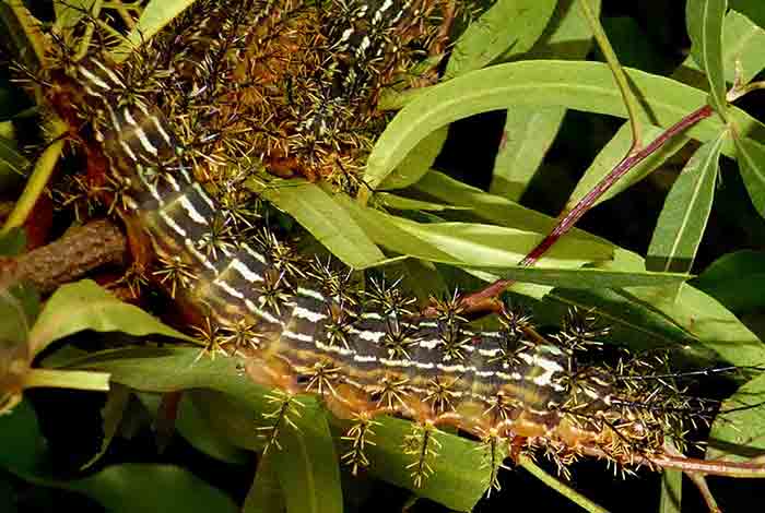 Picture of deadly silk moth caterpillar