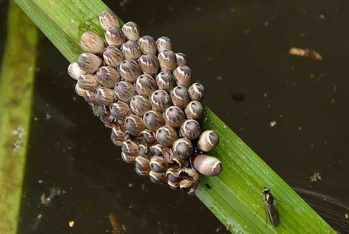 eggs of water bug on vegetation