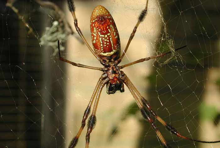 Female bana spider Picture