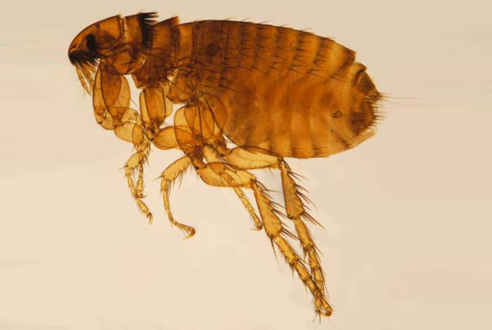 Photo of a flea