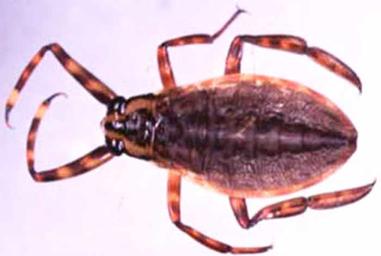 giant water bug larvae