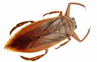 Giant Water Bugs- Babies,Pictures, Types, Identification, Diet & More Facts giant water bug, baby, pictures, life cycle, span and facts