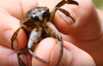 Giant Water Bug Bite, Pictures, Pain Scale & Safety Giant water bug bite, picture, pain scale, human