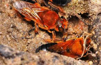 How to get rid of Bees in the Ground How to get rid of ground bees