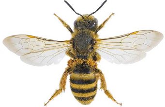 How to get rid of Sweat Bees in Pool & Yard How to get rid of sweat bee in the pool and home yard