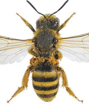 How to get rid of Sweat Bees in Pool & Yard How to get rid of sweat bee in the pool and home yard