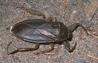 How to Get Rid of Water Bugs in House, Pool, and Yard How to get rid of water bug +prevention measures