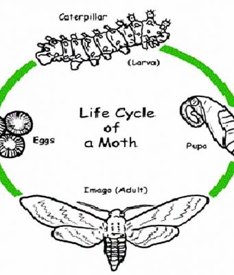Life Cycle of a Moth life cycle of moth, timeline and life span
