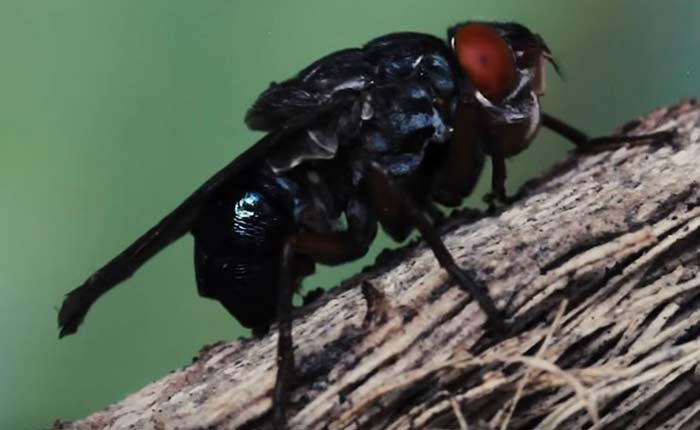 Adult botfly