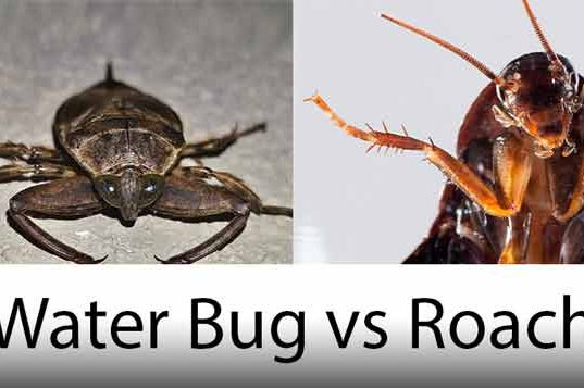 Bug Differences Archives | Pestbugs