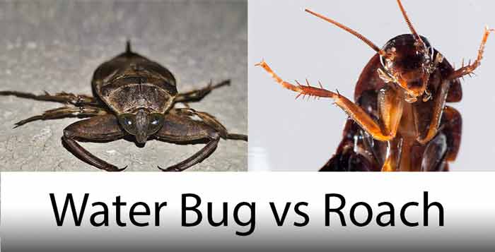Difference Between Water Bugs And Roaches