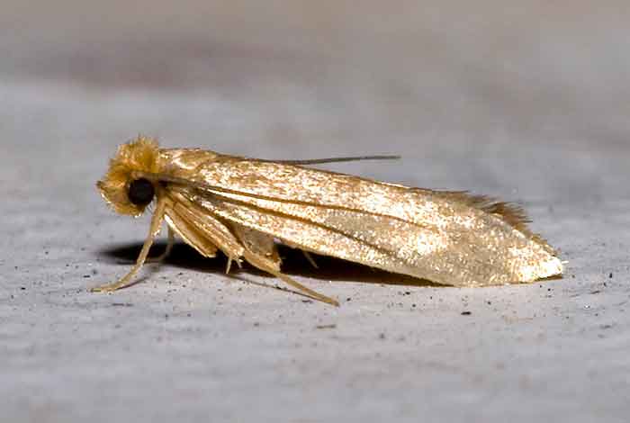 Webbing Clothe moth photo