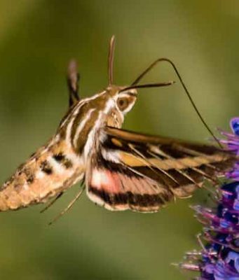 What Do Moths Eat? Why do they Feed on Clothes? what moths eat, clothes and feeding habit