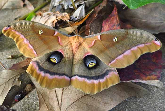 Picture of how Polyphemus Moth looks like