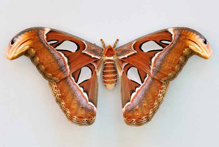 How atlas moth look like pic