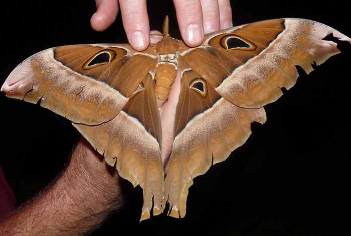 Hercules moth photo