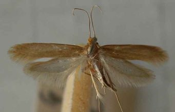 House Moths – Where They Come from, Identification Causes, Attractants & Habitat Identifying and dealing with house moths