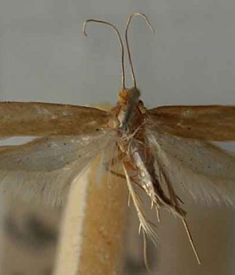 House Moths – Where They Come from, Identification Causes, Attractants & Habitat Identifying and dealing with house moths