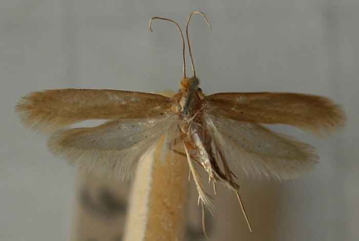 House Moths 