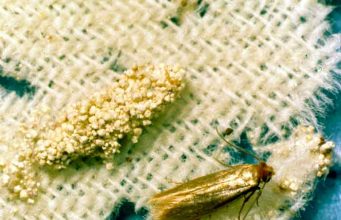 How to get Rid of House Moths in 3 Steps How to get rid of house moths