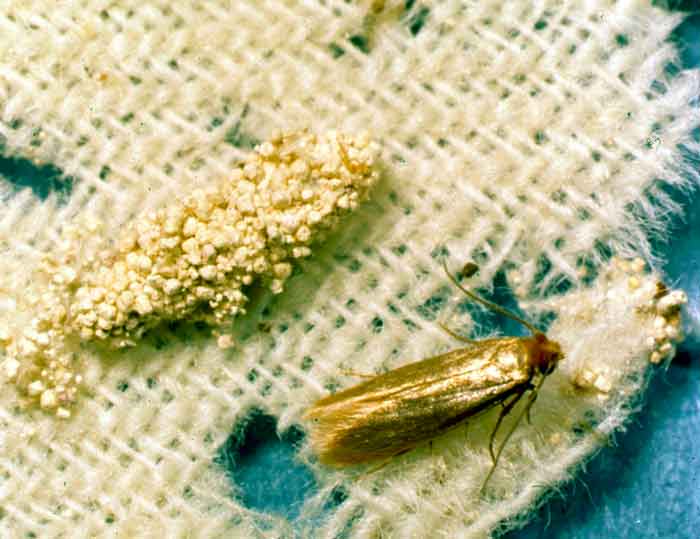 How to get Rid of House Moths in 3 Steps Pestbugs