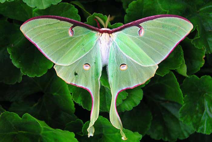 How luna moth look like